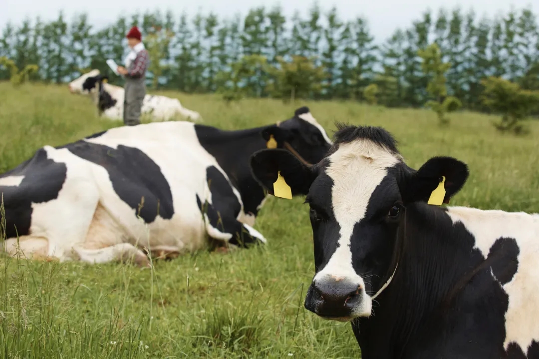 滅菌乳新規落地 滅菌乳新規落地